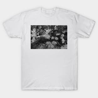 Glacier National Park Ferns in black and white T-Shirt